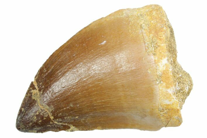 Fossil Mosasaur (Thalassotitan) Tooth - Morocco #353230